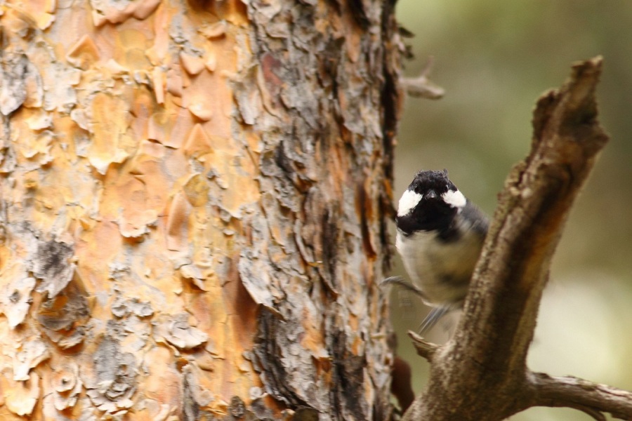 Coal Tit