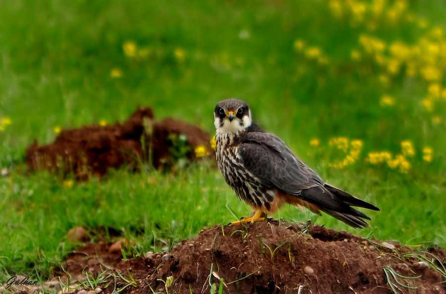 Eurasian Hobby