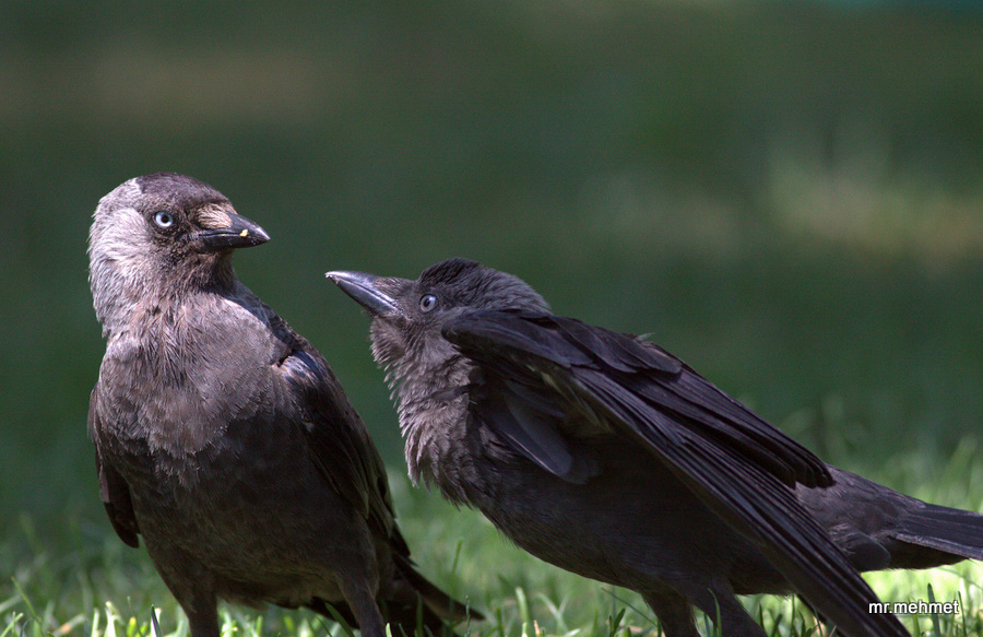 Western Jackdaw