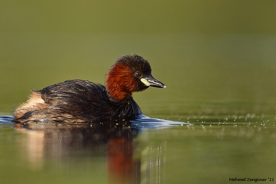 Little Grebe