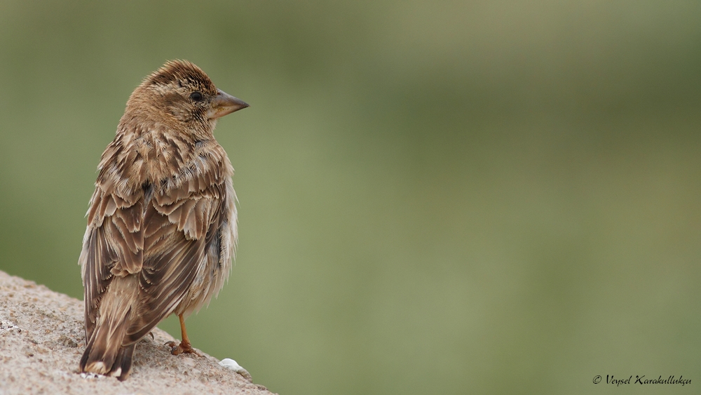 Rock Sparrow