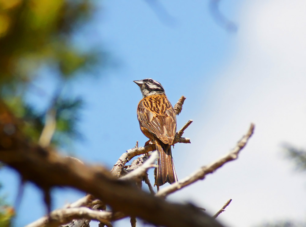Rock Bunting
