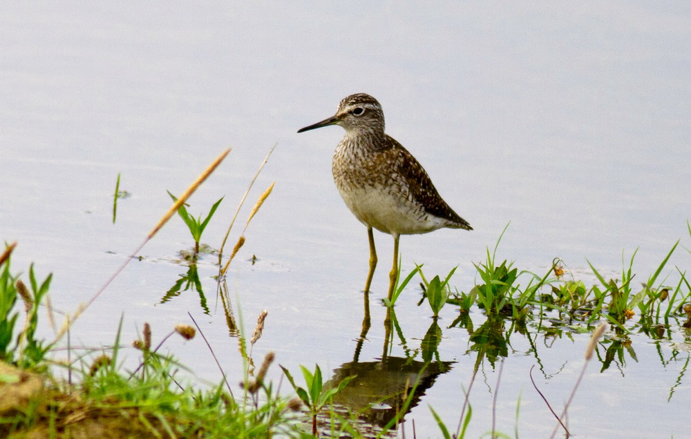 Wood Sandpiper