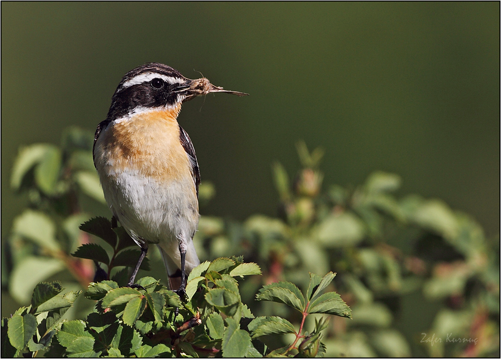 Whinchat