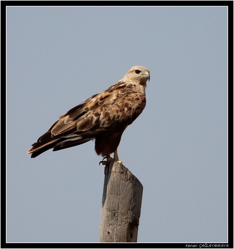 Long-legged Buzzard