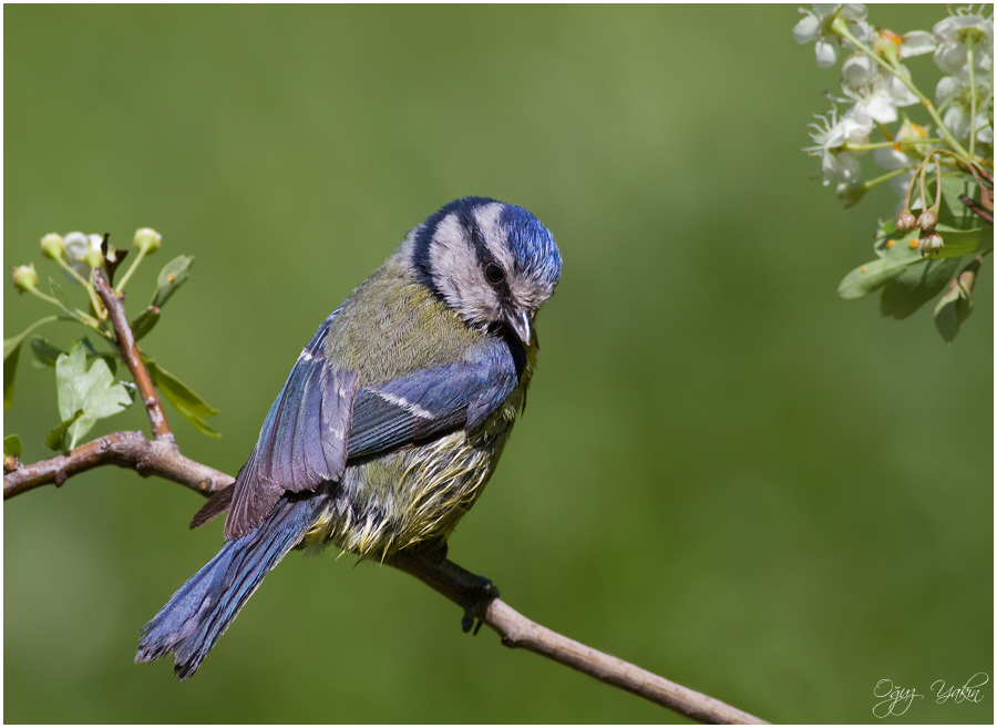 Eurasian Blue Tit
