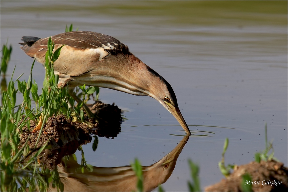 Little Bittern