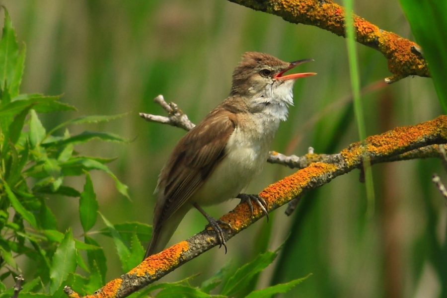Great Reed Warbler