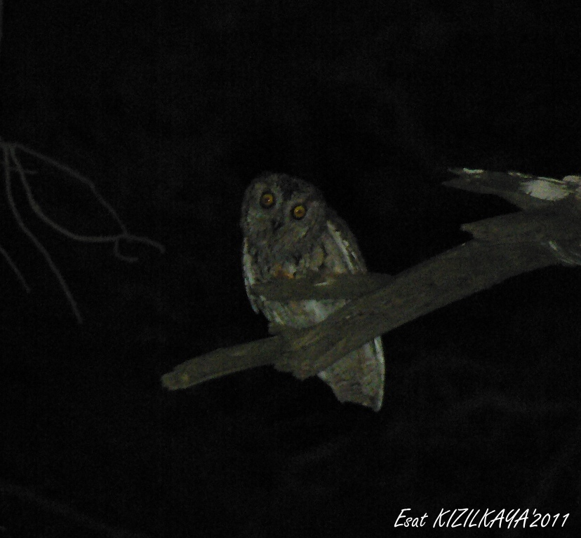 Eurasian Scops Owl