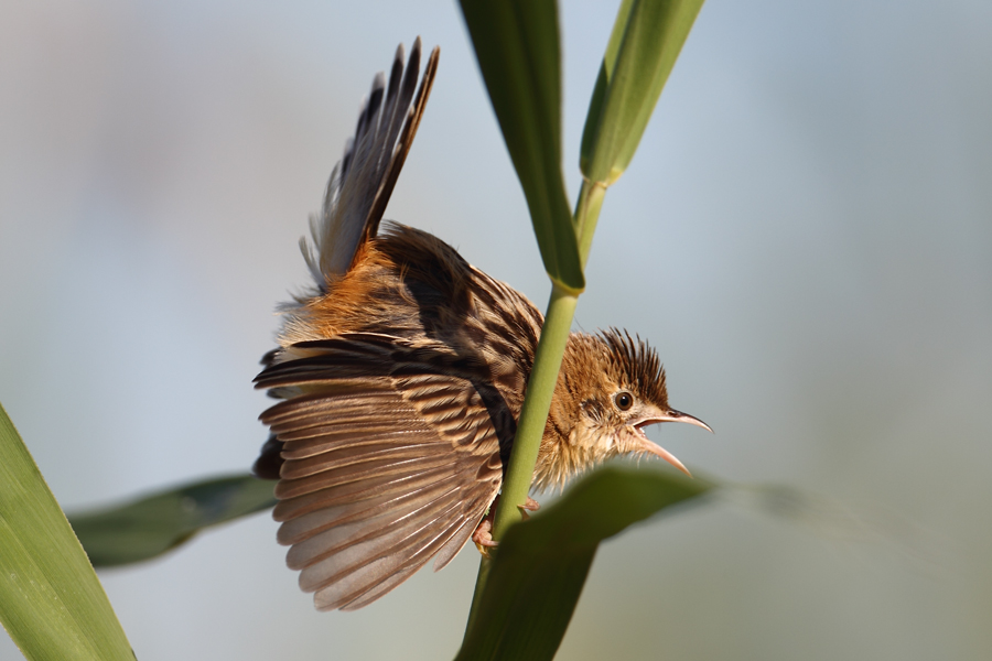 Zitting Cisticola