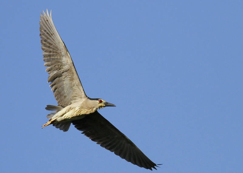 Black-crowned Night Heron