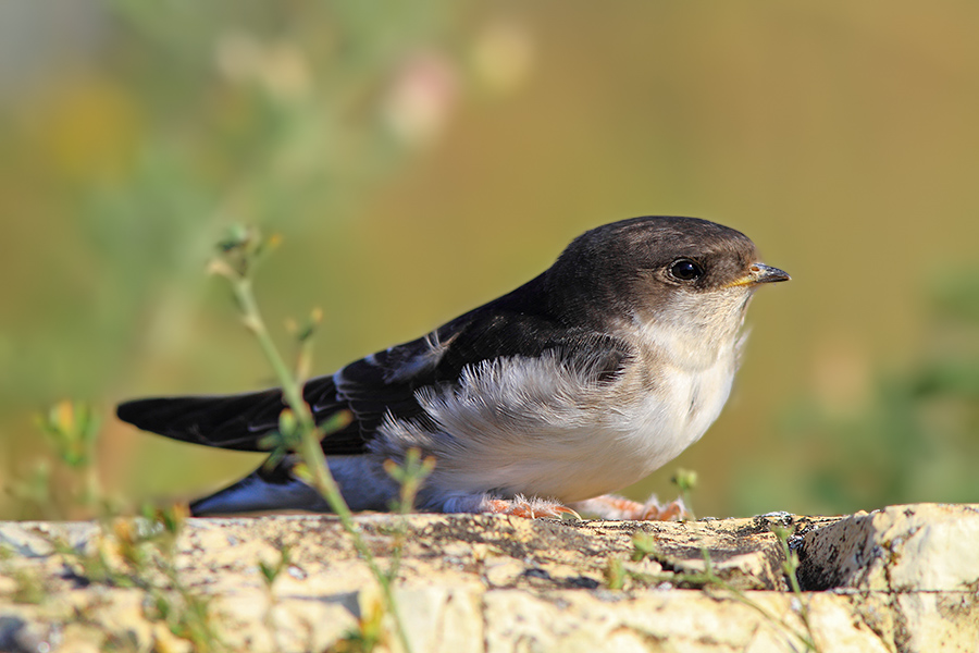 Western House Martin