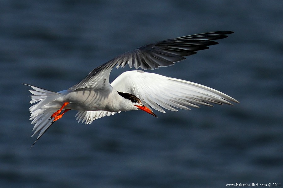 Common Tern
