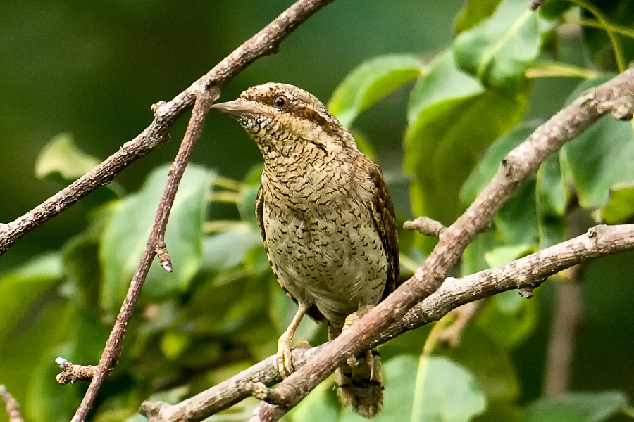 Eurasian Wryneck