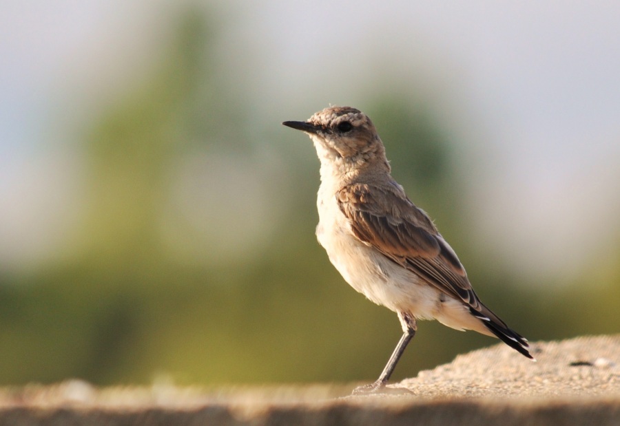 Isabelline Wheatear