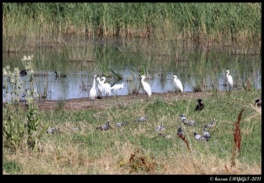 Little Egret