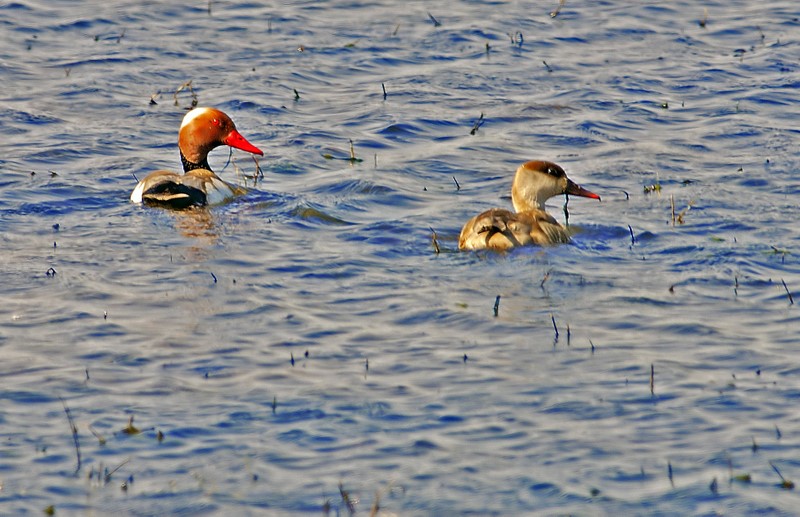 Red-crested Pochard