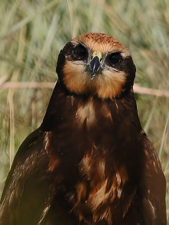 Western Marsh Harrier