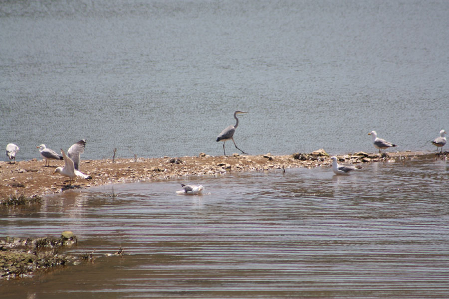 Grey Heron