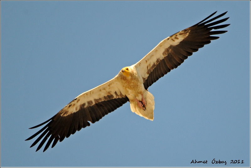 Egyptian Vulture