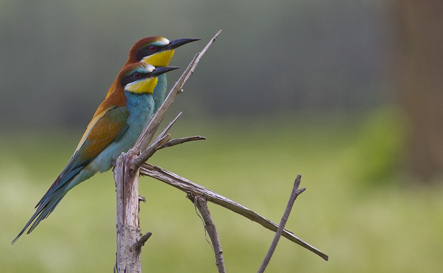 European Bee-eater