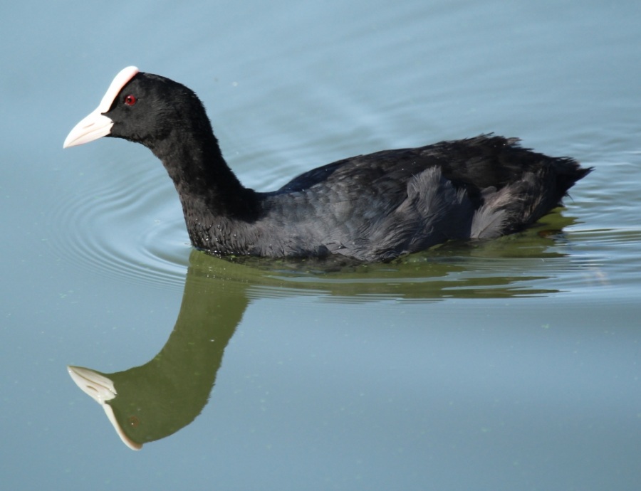 Eurasian Coot