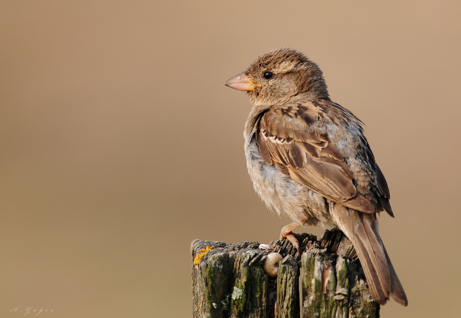 House Sparrow