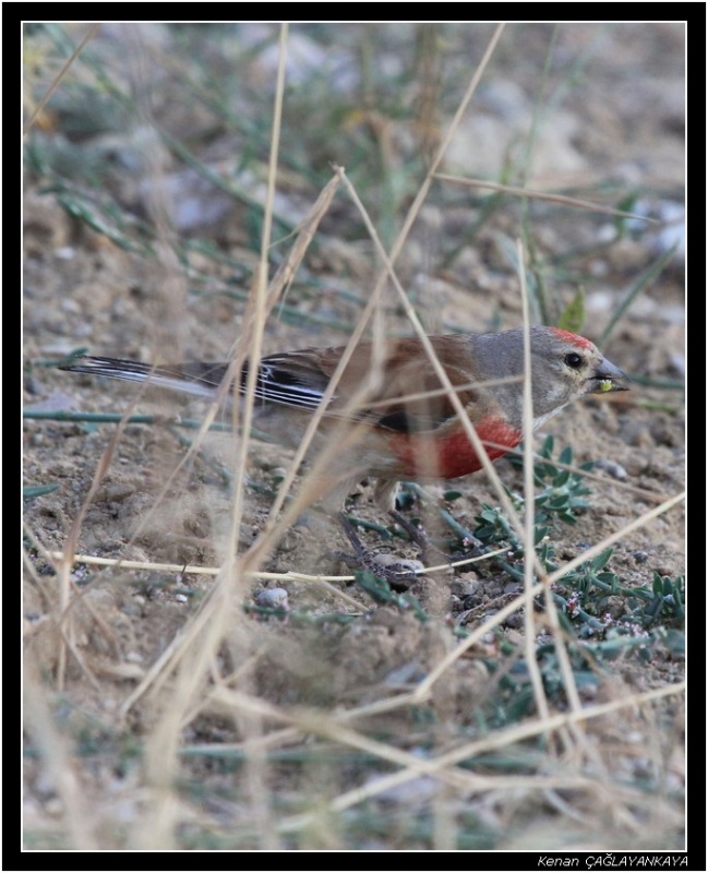 Common Linnet