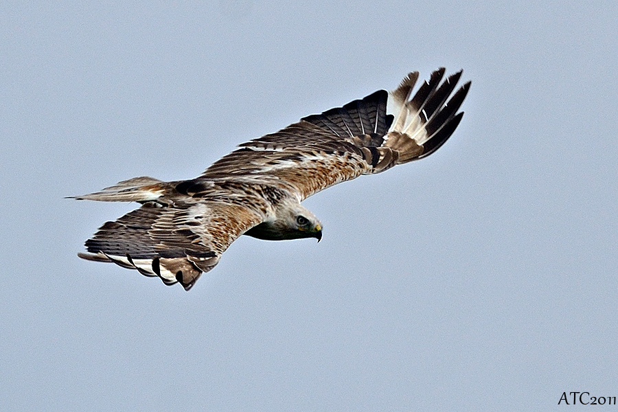 Long-legged Buzzard
