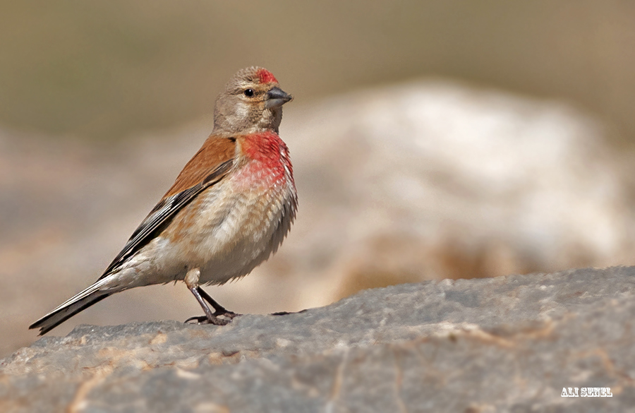 Common Linnet