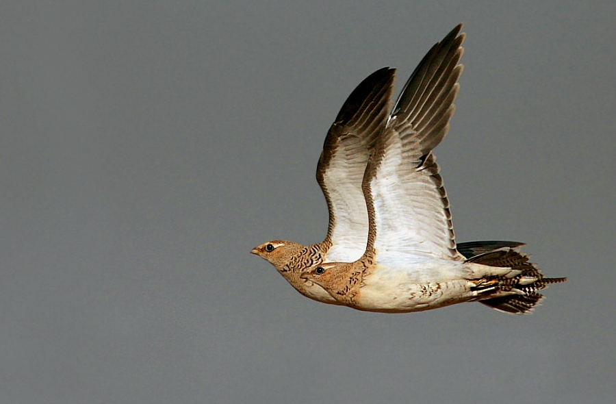 Pin-tailed Sandgrouse