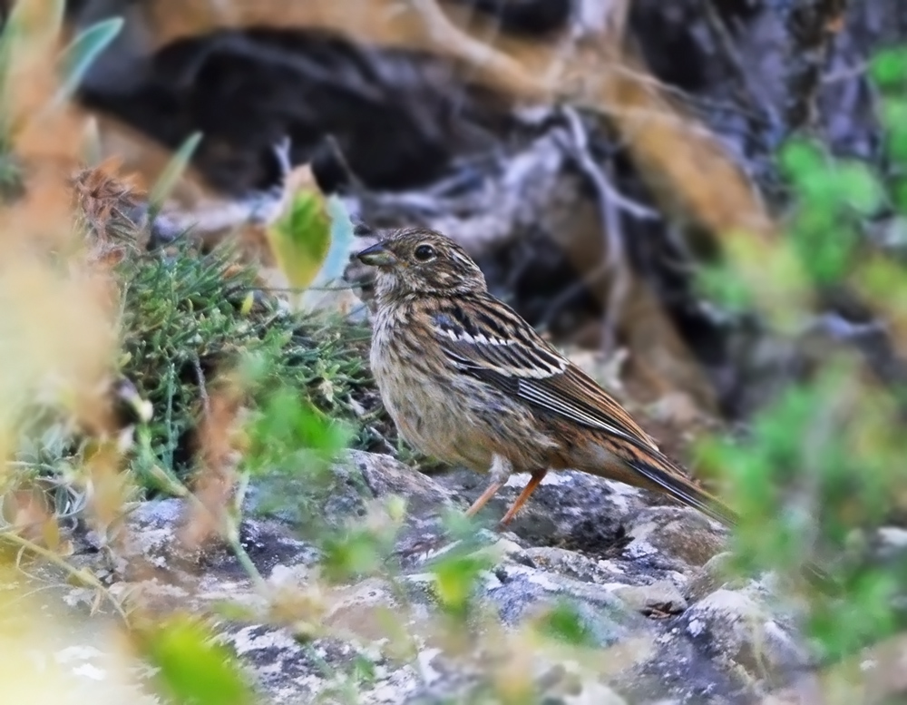 Rock Bunting