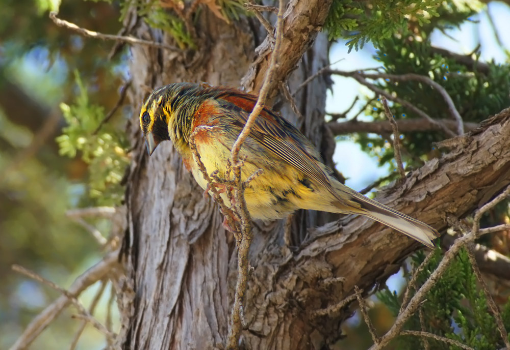 Cirl Bunting