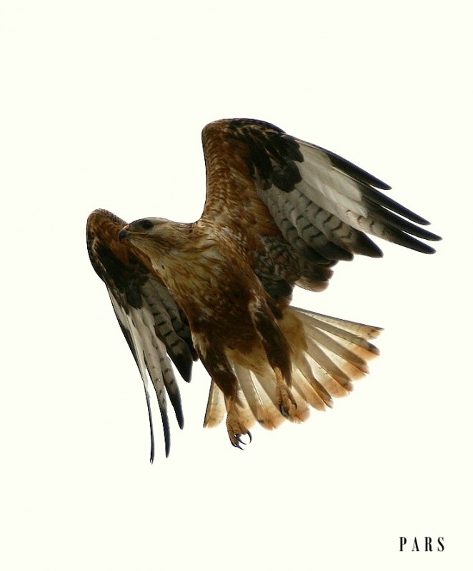 Kızıl Şahin