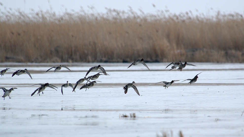 Eurasian Teal