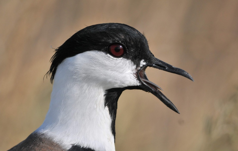 Spur-winged Lapwing