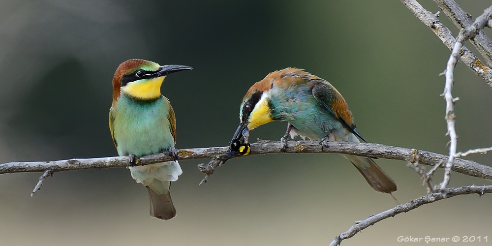 European Bee-eater