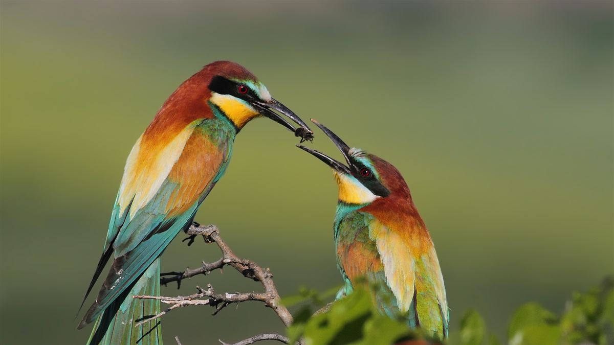 European Bee-eater