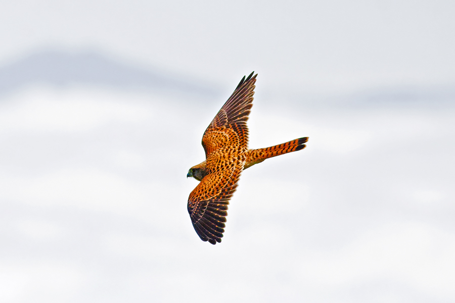 Common Kestrel
