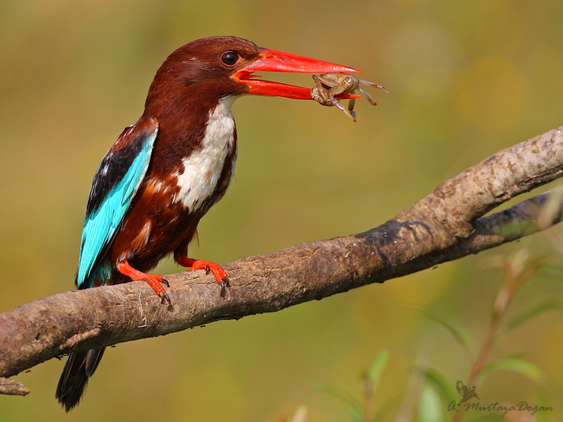 White-throated Kingfisher