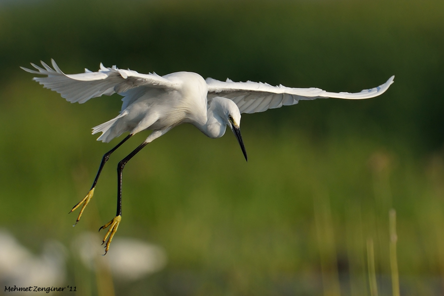 Little Egret