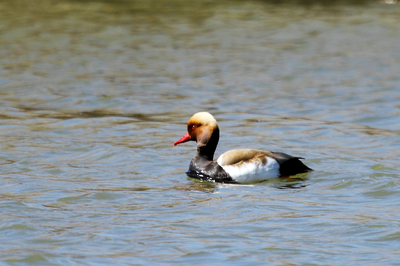 Red-crested Pochard