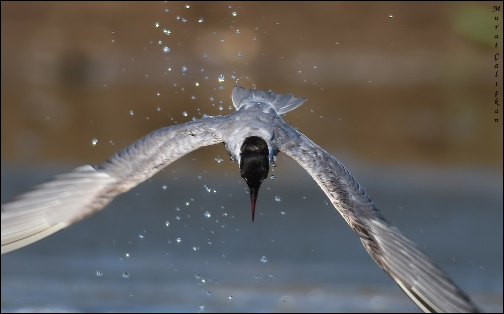 Whiskered Tern