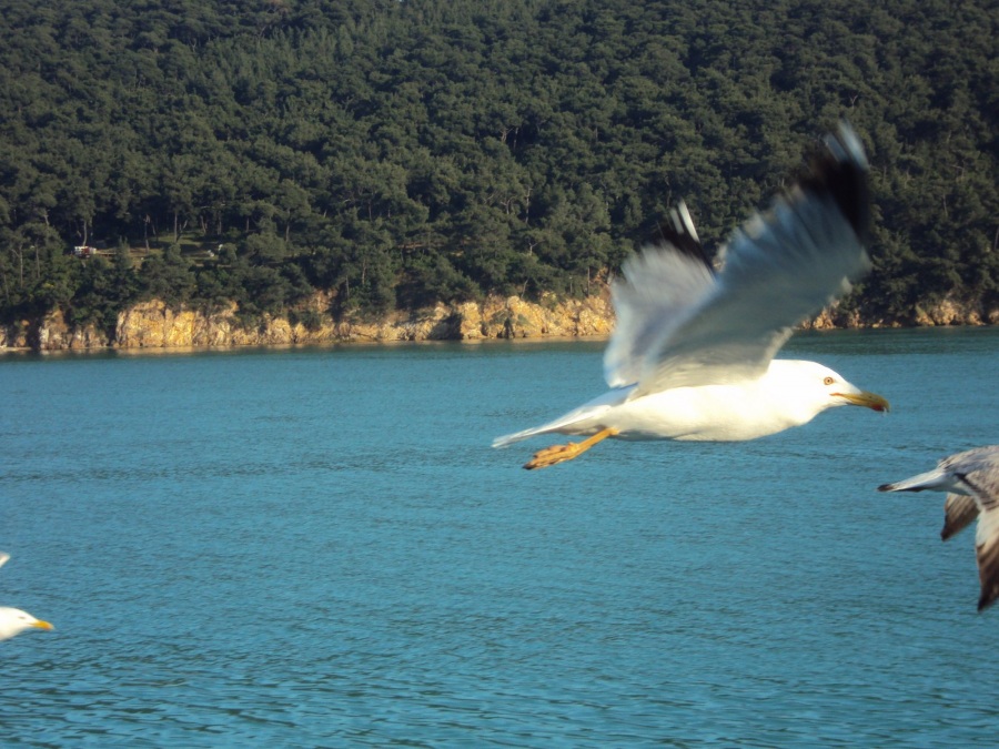 Gümüş Martı
