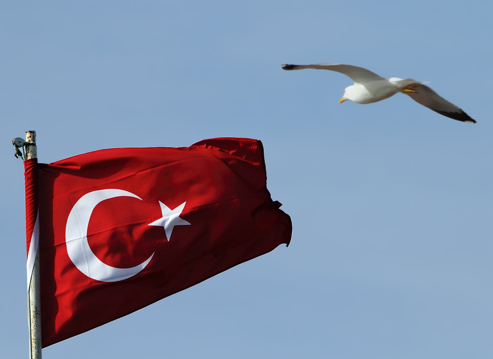 Gümüş Martı