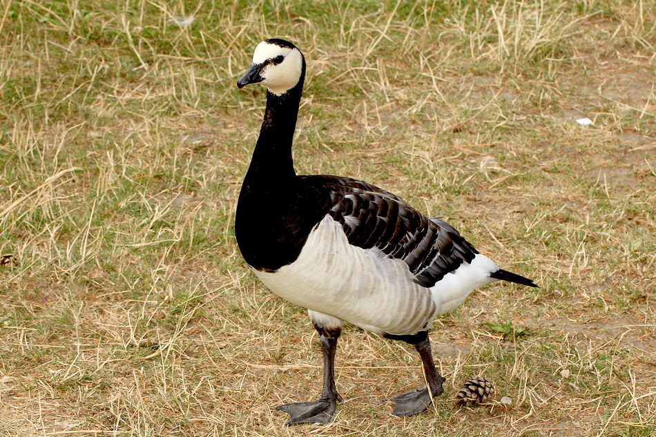 Barnacle Goose