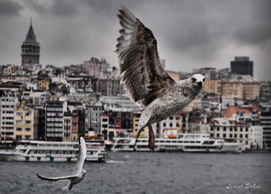 Gümüş Martı