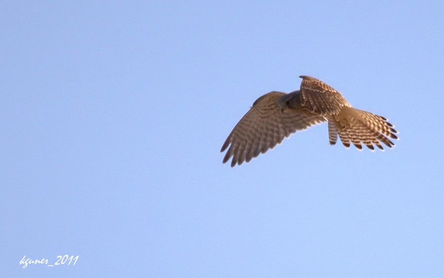 Common Kestrel