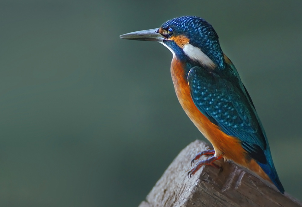 Common Kingfisher