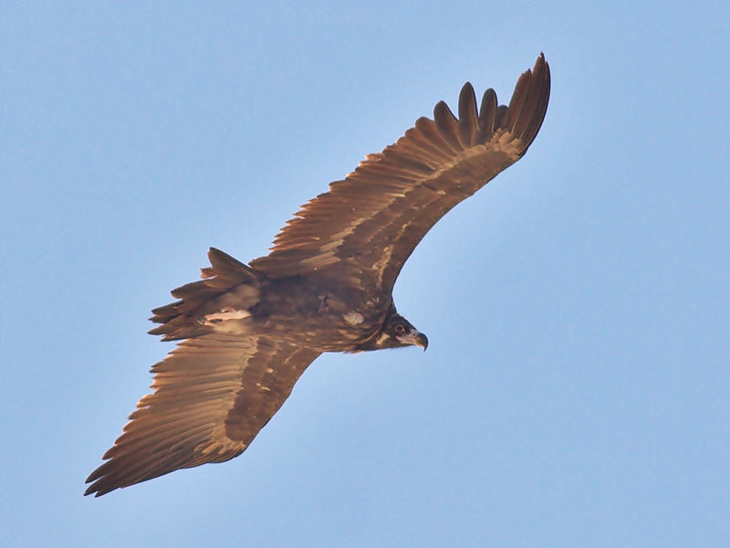 Cinereous Vulture